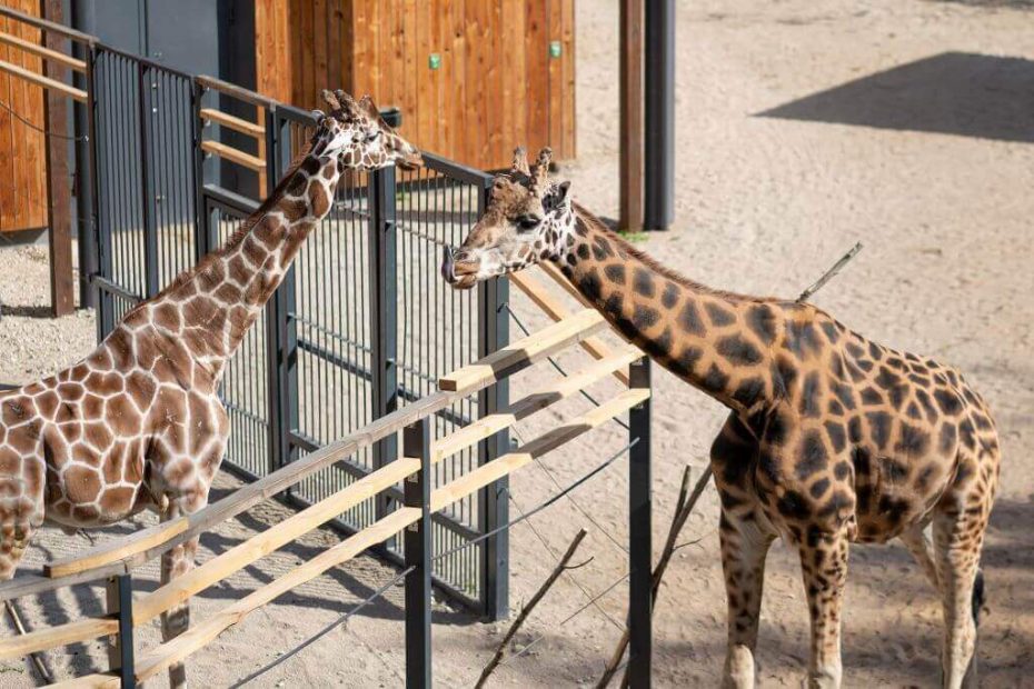 Nuo mažiausios iki didžiausios: kokios širdys plaka Lietuvos zoologijos sode?