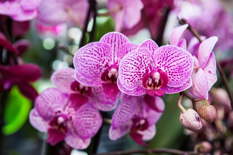 Kodėl krenta orchidėjų žiedai ir ką daryti