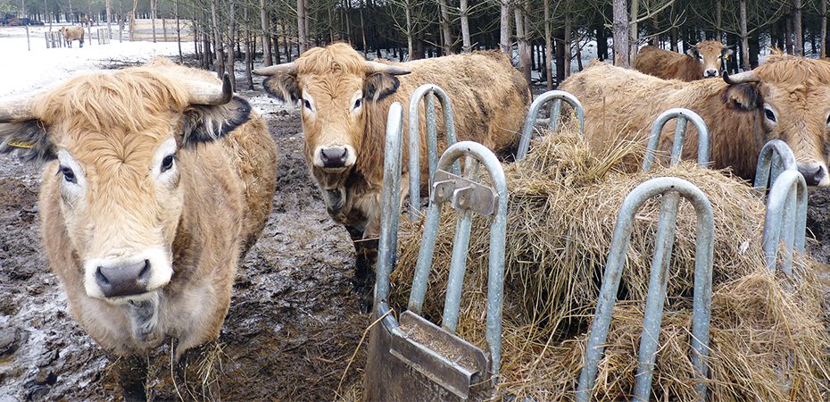 Patvirtinti susietosios pajamų paramos už gyvulius dydžiai