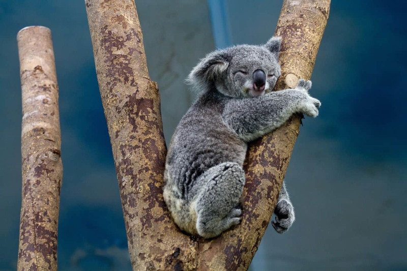 Išskirtinė pažintis su Australija – „Travel Planet“ maršruto apžvalga