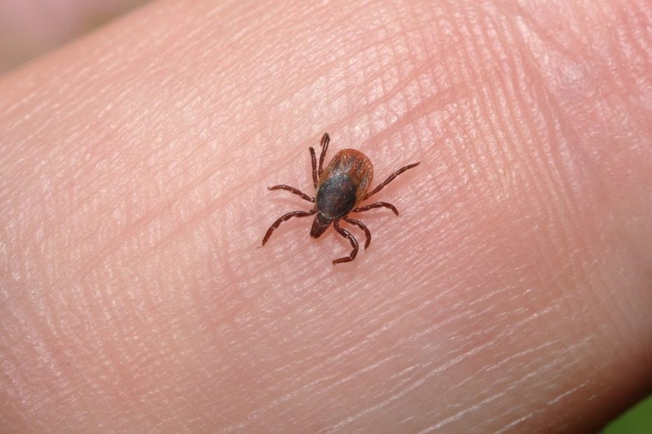 Lengvas šaltukas – erkėms ne kliūtis: vaistininkas ragina apsišarvuoti nuo erkinio encefalito infekcijos