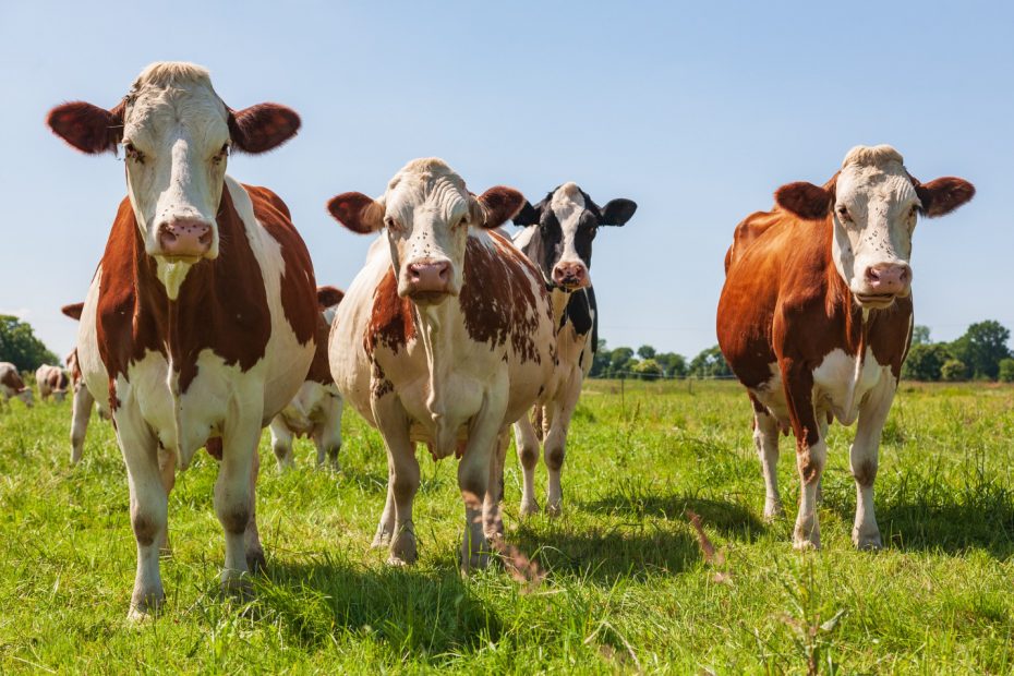 Mėlynojo liežuvio liga – Valstybinės maisto ir veterinarijos tarnybos informacija