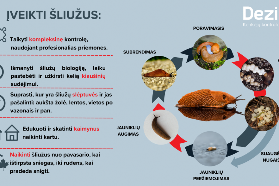 Invazinių šliužų kontrolė turi prasidėti jau dabar
