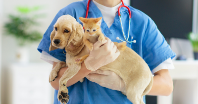 Veterinarijos klinika Begevet pataria: kaip išvengti dantų akmenų ir blogo kvapo iš burnos?