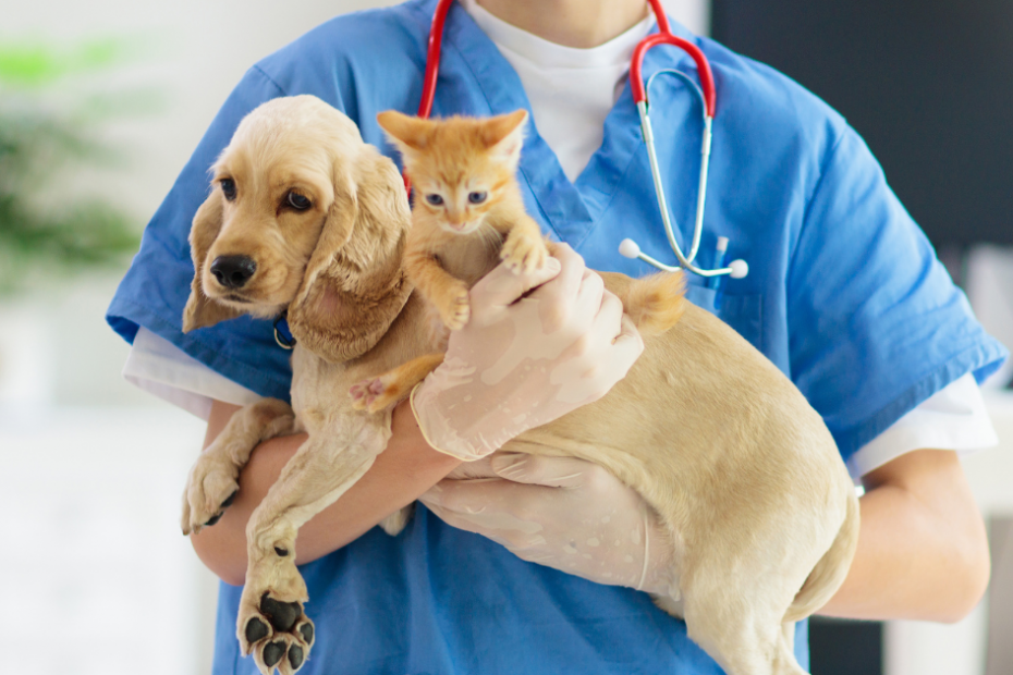 Veterinarijos klinika Begevet pataria: kaip išvengti dantų akmenų ir blogo kvapo iš burnos?