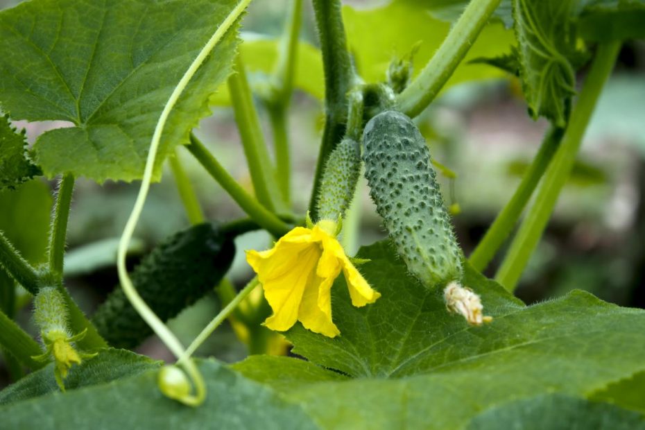 Pavojinga kaimynystė: kokių augalų negalima sodinti šalia agurkų ir kodėl