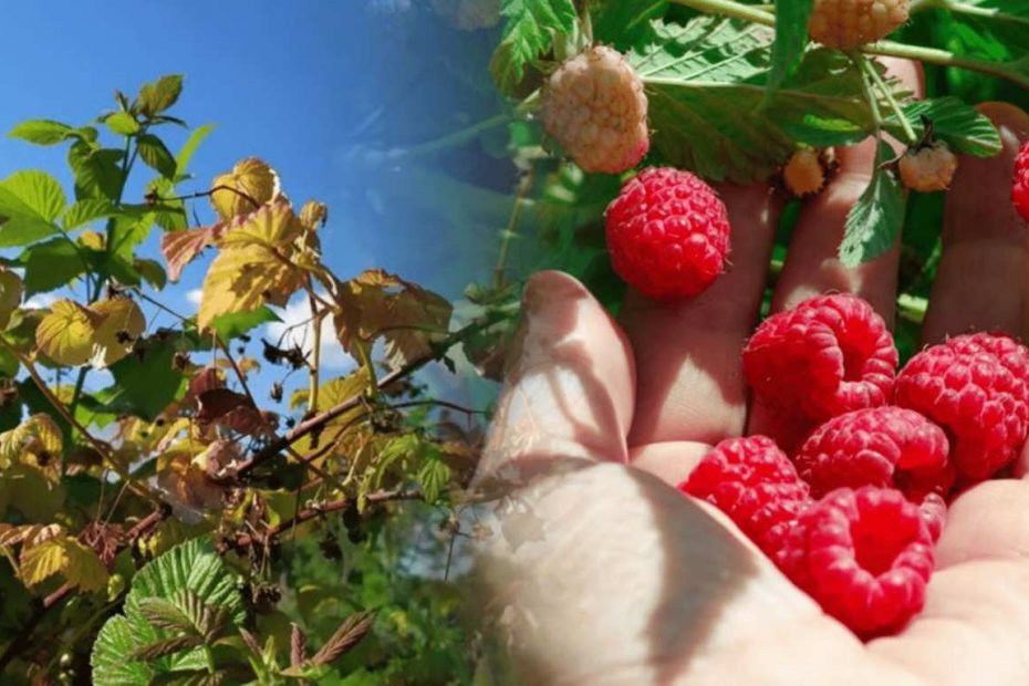 Avietės pradėjo džiūti – dėl ko ir kaip išgelbėti derlių