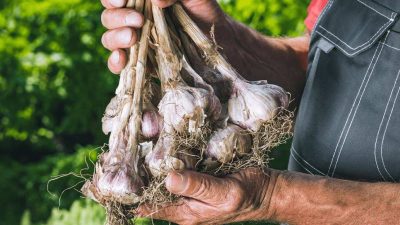 Išsilaikys iki kito pavasario – kaip laikyti žieminį česnaką