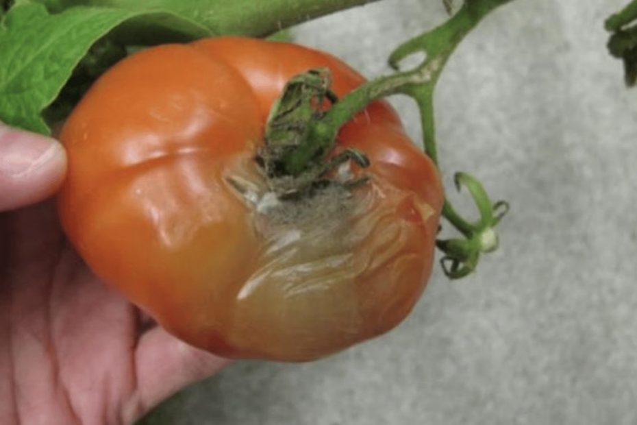 Pomidorai pūva darže – kaip išgelbėti derlių nuo ligos