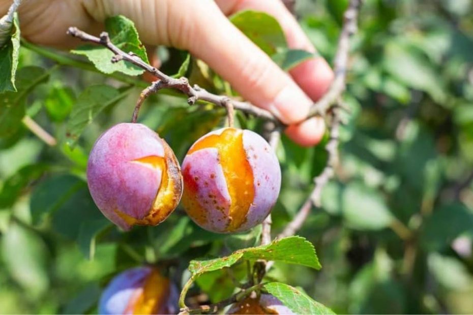 Slyvos ant medžio pradėjo trūkinėti – kaip išgelbėti derlių