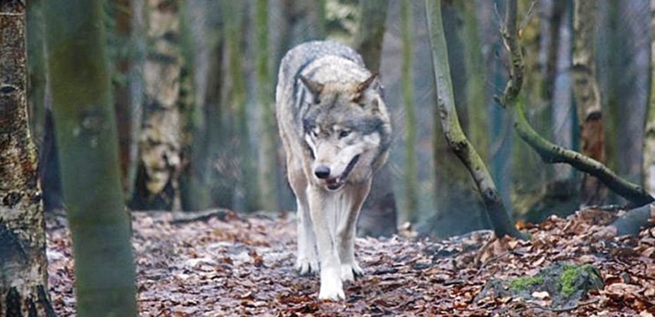 Nuo plėšrūnų siekiantiems apsisaugoti ūkininkams svarbi informacija