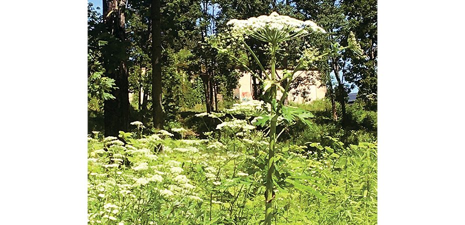 Sasnovskio barščiai gali išdygti ir parkuose