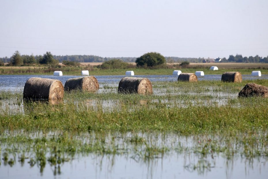 Pakeitė tvarką: nuo šiol pasėlių draudimo įmokas kompensuos ir dėl ilgo lietingo laikotarpio