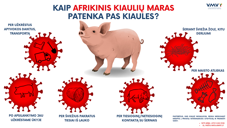 Lietuvoje aptikti pirmieji afrikinio kiaulių maro atvejai