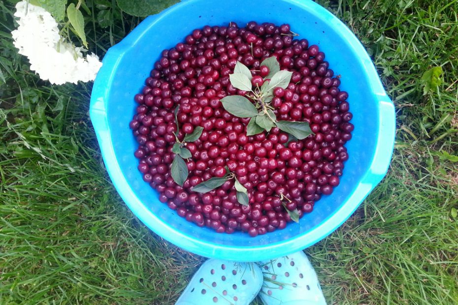 Vasara – vitaminų metas: ką gali duoti lietuviškas derlius