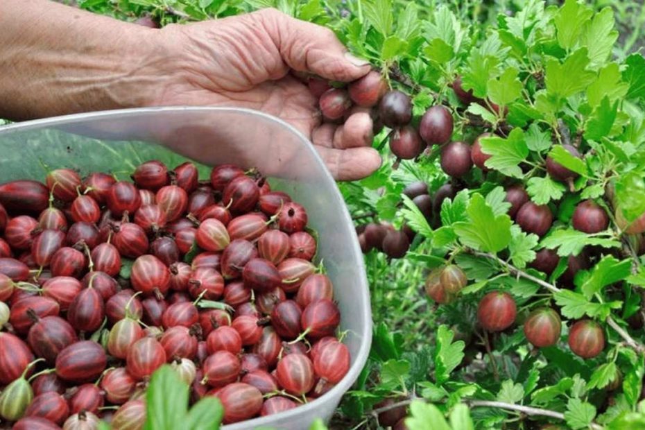 Agrastai darže pradėjo džiūti – kaip išsaugoti derlių