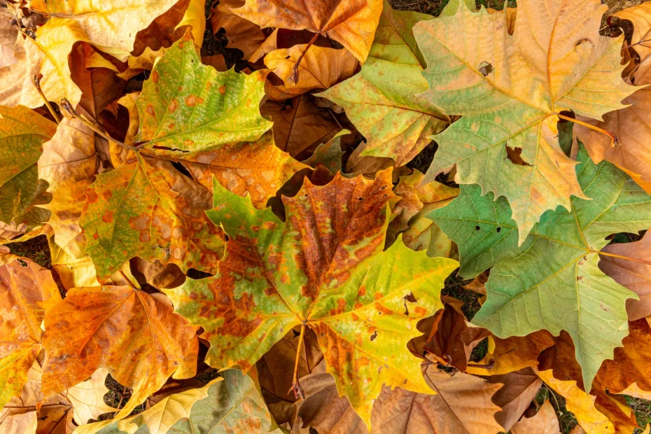 Sėkmė garantuota! 4 Zodiako ženklai